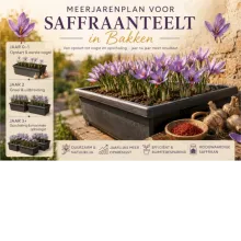 Meerjarenplan voor saffraanteelt in bakken.